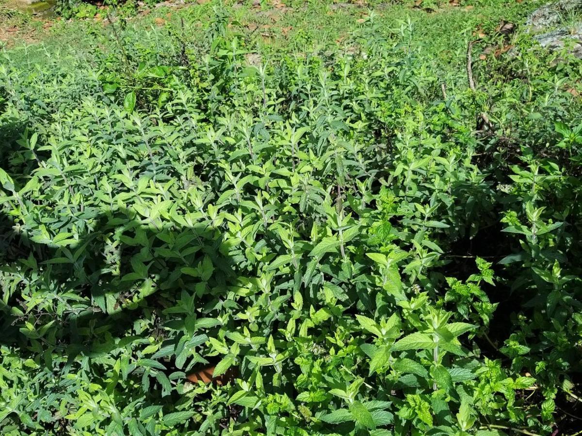 فيلا Fazenda Da Luz فاسوراس المظهر الخارجي الصورة